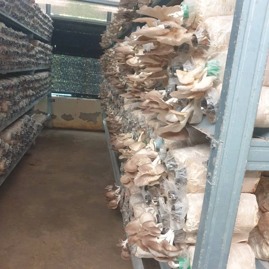 Cendawan tiram kelabu segar yang lebat di rak rumah cendawan.