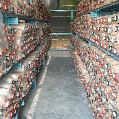 Lorong di dalam rumah cendawan dengan bongkah di kiri dan kanan.