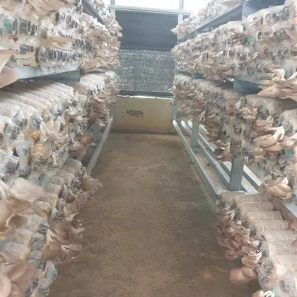 Rak penuh cendawan tiram kelabu di dalam rumah cendawan.